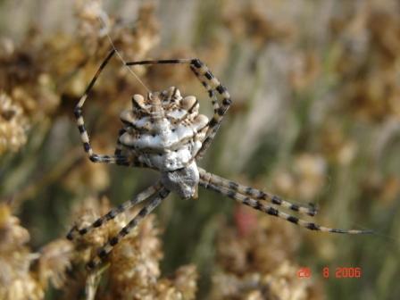Argiope lobata
